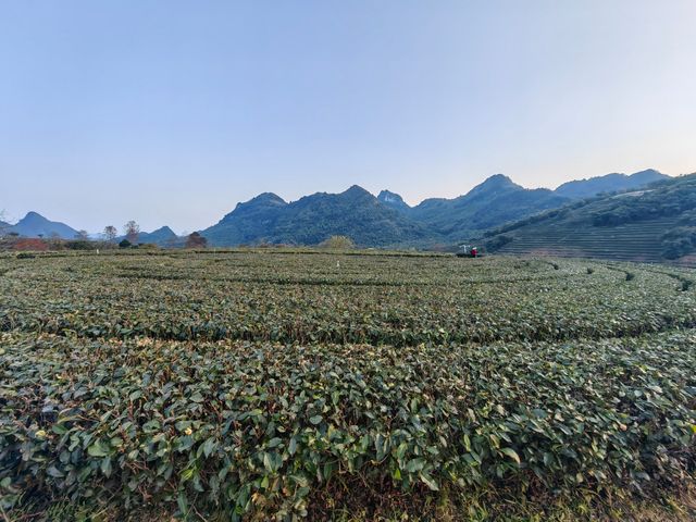 夕陽醉了紅茶谷：新年伊始的夢幻茶鄉之旅