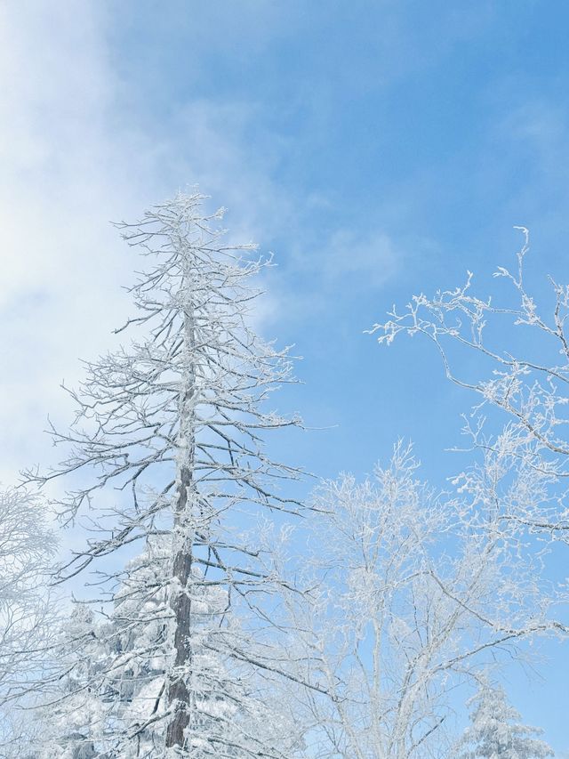 雪域夢幻3日喚醒哈爾濱-雪鄉探秘心跳