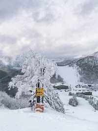 Explore the Dynamic Skiing Experience at Shiga Kogen Ski Resort in Nagano