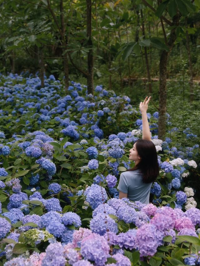 【達州拍照】巴山大峽谷·繡球花海