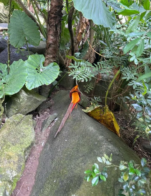 蛇年就來呀諾達，開啟雨林奇遇