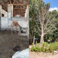 達累斯薩拉姆動物園，與非洲野生動物親密接觸的超讚體驗