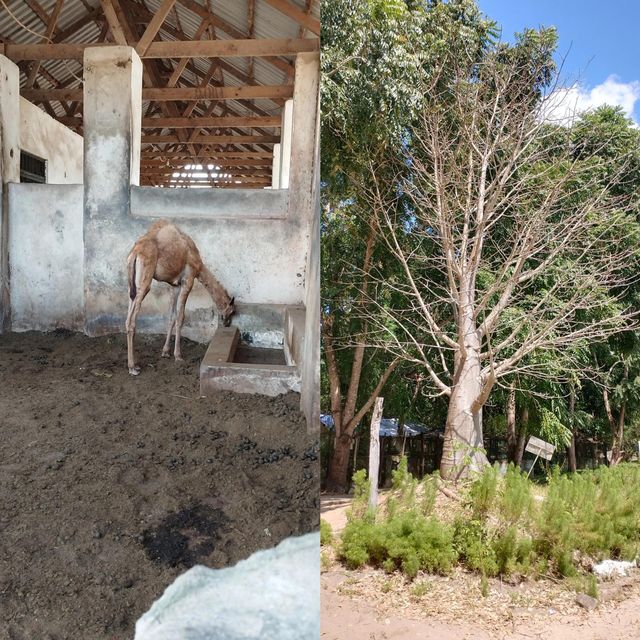 達累斯薩拉姆動物園，與非洲野生動物親密接觸的超讚體驗