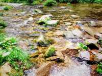 First Line Explorers: Deep Dive Into Hunan Forest "Underleaf" World
