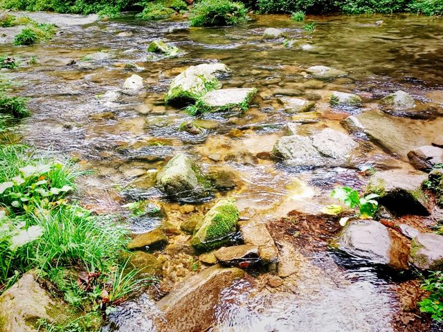 First Line Explorers: Deep Dive Into Hunan Forest "Underleaf" World
