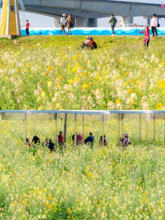 廣州油菜花海