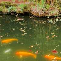天香公園｜解鎖城市綠野仙蹤｜邂逅自然浪漫