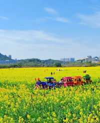 深圳賞花好去處！油菜花、月季花開得太好啦！