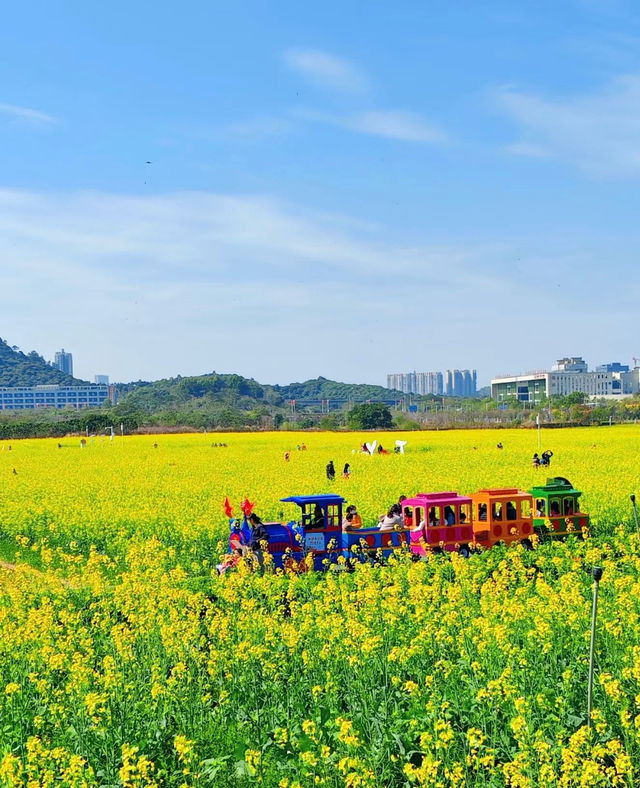 深圳賞花好去處！油菜花、月季花開得太好啦！