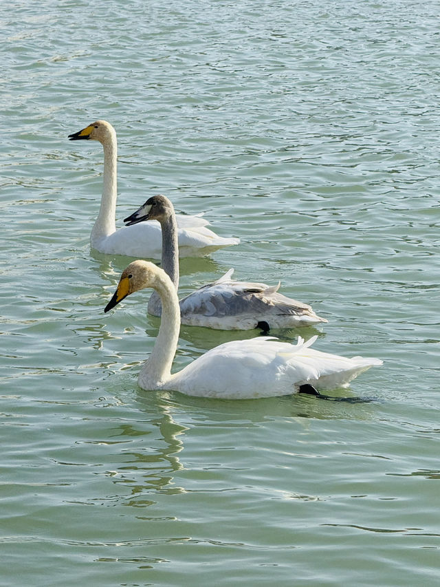 Swan River in Autumn 