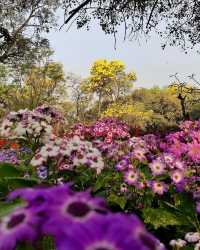 拉克什米維哈爾公園：印度賴布爾的自然綠洲