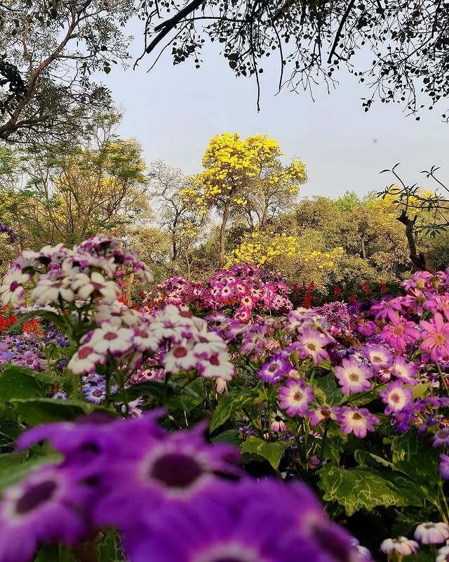 拉克什米維哈爾公園：印度賴布爾的自然綠洲