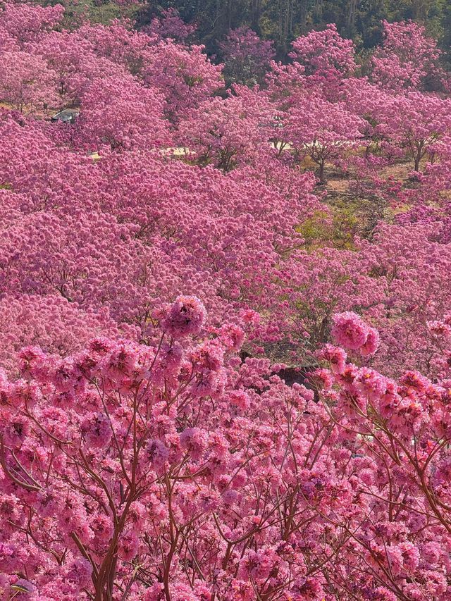 寒假江門1日遊 超全攻略來襲