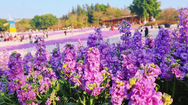 廈門香山紫色仙境登場！闖入油畫世界的浪漫