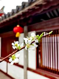 又是一樹黃花