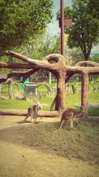 救命！誰能想到南通森林動物園這麼絕，玩到不想走