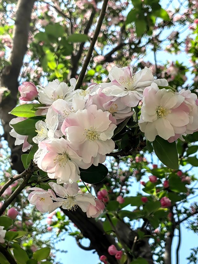 玉淵潭公園｜一場浪漫的春日奔赴