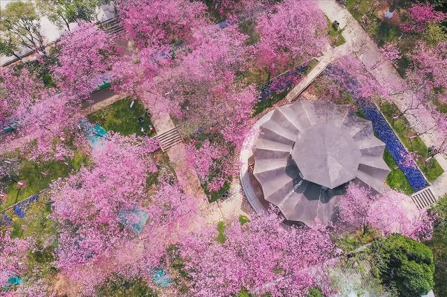 盤點中國十大賞櫻勝地，你去過幾個？