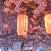 被傍晚的櫻花美哭😭 氛围感直接拉满🌸🌸 