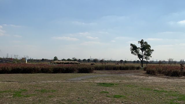 上海嘉北郊野公園嘅秋季遊記：金色稻田與田園風光