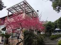 去梅家塢喝茶賞花吧