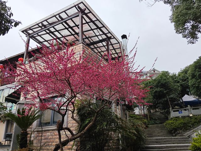 去梅家塢喝茶賞花吧