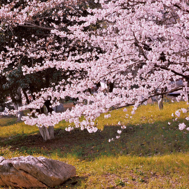 🌸人間仙境！堤角公園邂逅浪漫櫻花雨
