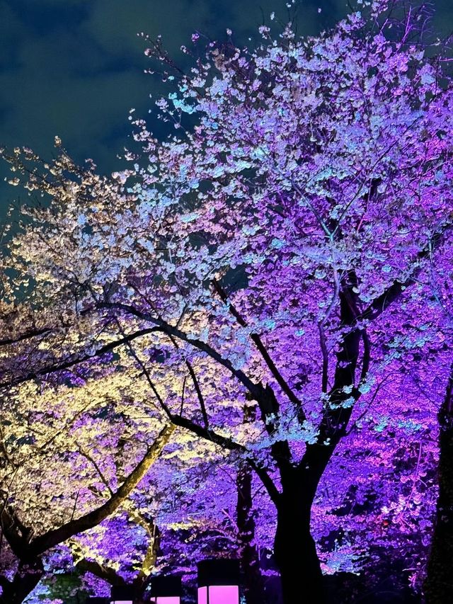 週末3日東京賞櫻攻略