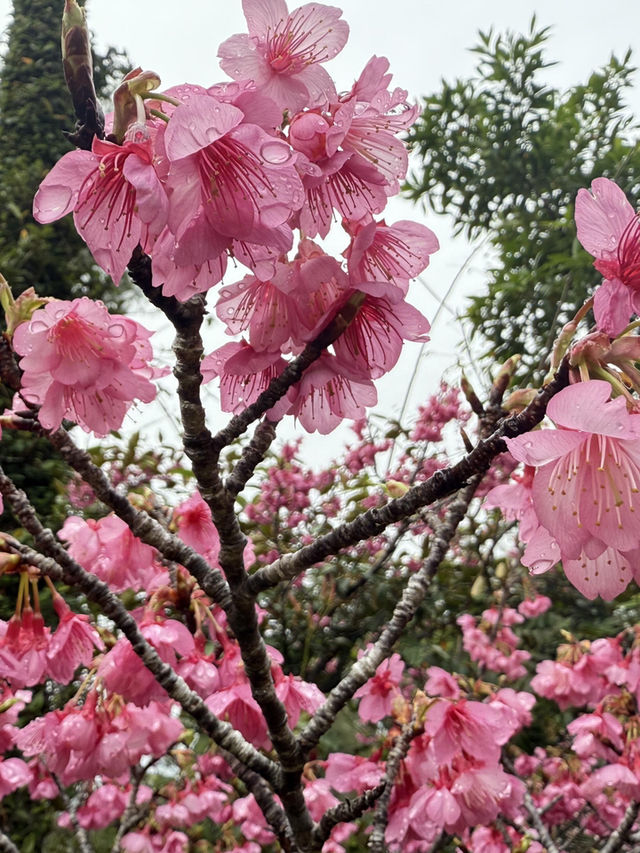 雨中邂逅名護城公園的夢幻櫻花🌸