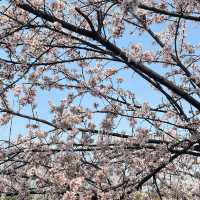 巨新‼️別去東湖櫻園人擠人了🌸這裡更好拍