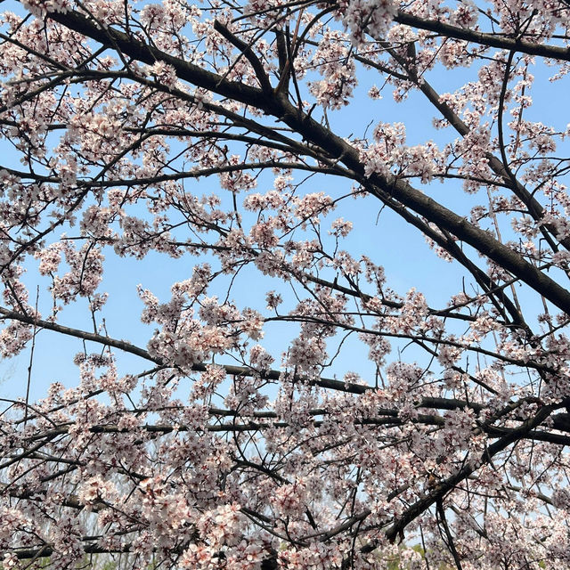 巨新‼️別去東湖櫻園人擠人了🌸這裡更好拍