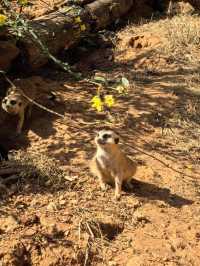 野生動物會咬人？NO！是會萌的沒邊