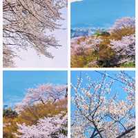 京都賞櫻🌸清水寺柯南同款打卡地‼️