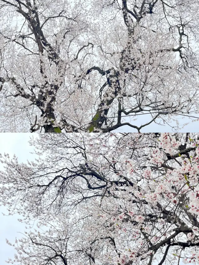 A Chengdu Exclusive: Encounter a Century-Old Apricot Tree in Full Bloom
