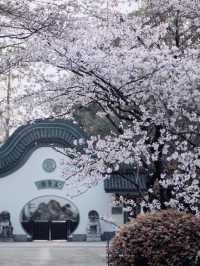 🌸 上海植物園的早櫻開了，春天真的來了！