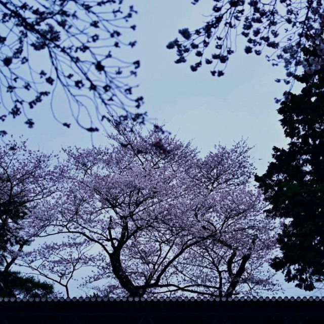 🌃仙台夜櫻，榴岡公園的浪漫時光