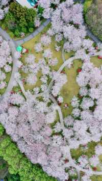 都開了！魔都春日賞花熱點回歸