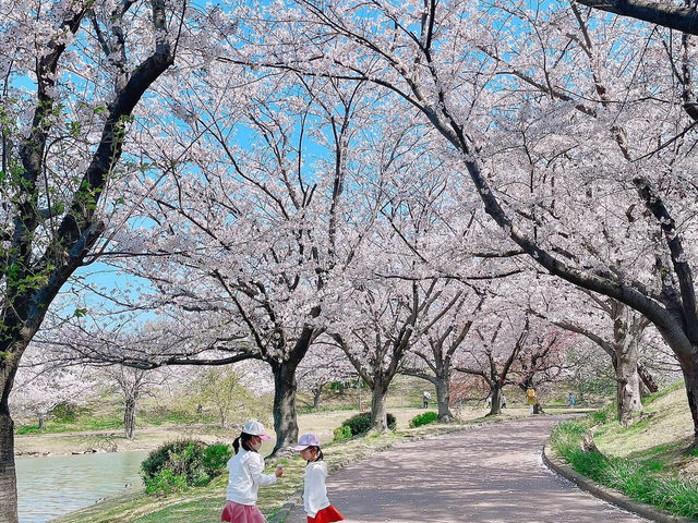 🇯🇵福岡小眾賞櫻地，邂逅漫畫般的櫻花盛景