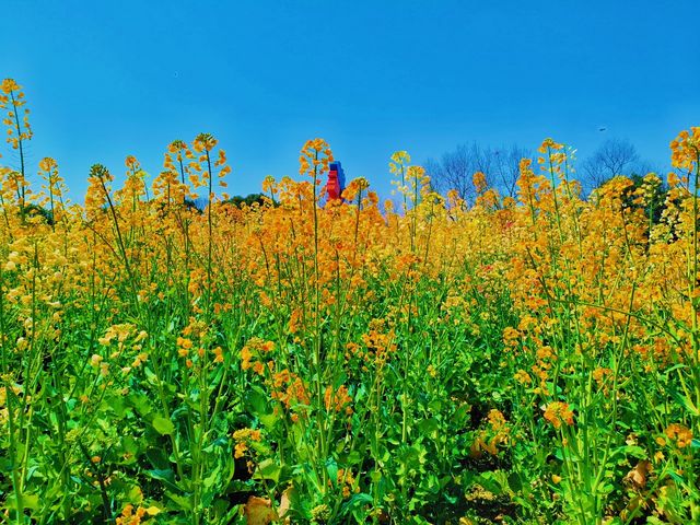 愛慘了！西溪國家濕地公園，城市裡的天然氧吧