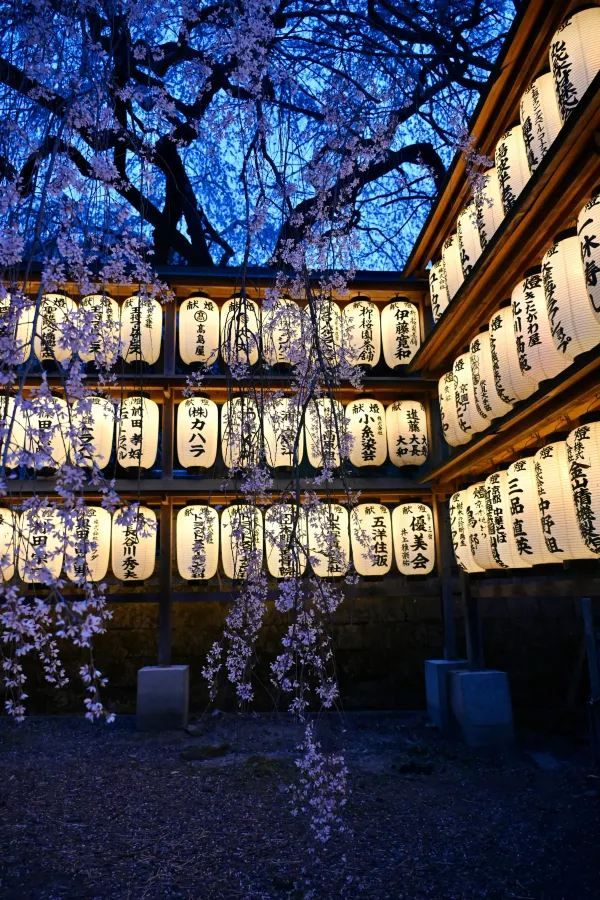 2024 Japan Cherry Blossom Season Summary (Recommendations and Avoidances)