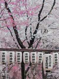 Complete Guide to Cherry Blossom Viewing in Kansai, Japan 🌸