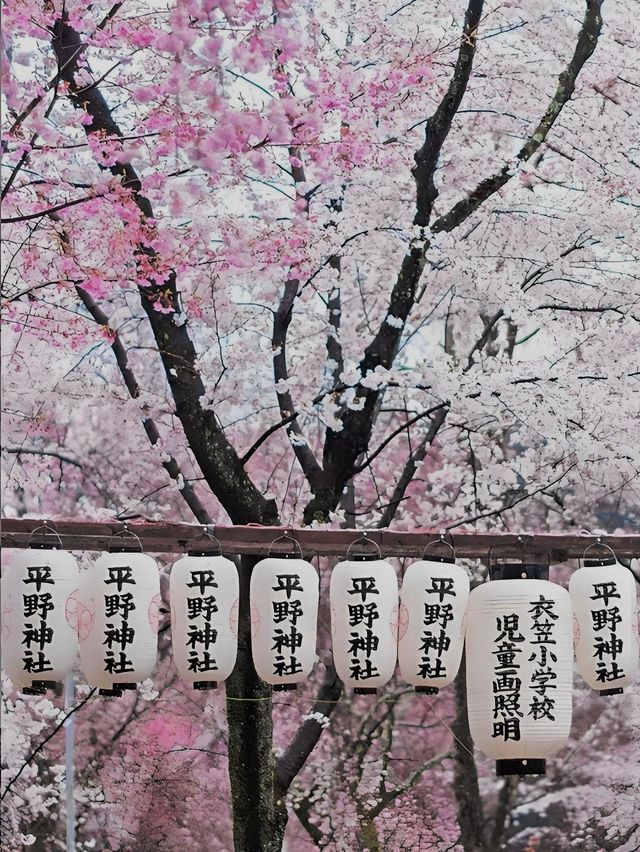 Complete Guide to Cherry Blossom Viewing in Kansai, Japan 🌸