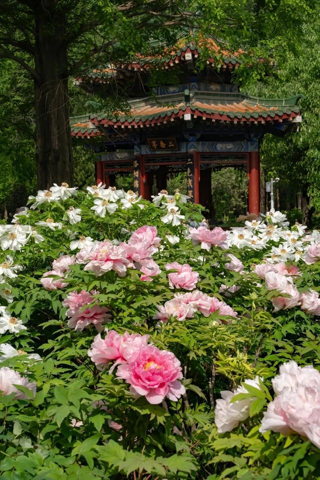洛邑古城·千年河洛之旅 | 3-4天深度遊玩攻略