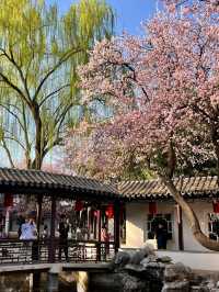 3.23實況｜藏在北京三環裡的小江南花開啦