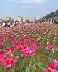 城鐵出行日-開福寺-天心閣