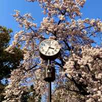 大阪城公園櫻花現狀！別當了大冤種