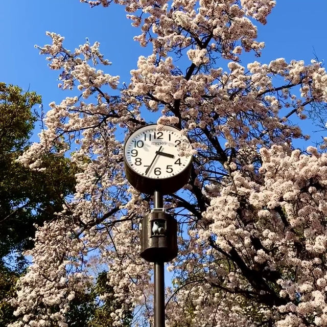 大阪城公園櫻花現狀！別當了大冤種