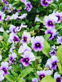 杭州 | 瑤山遺址公園賞桃花遊玩攻略