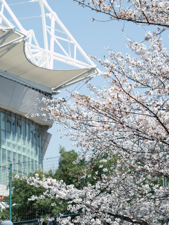 今日賞櫻必到｜虹口足球場櫻花季限定浪漫！