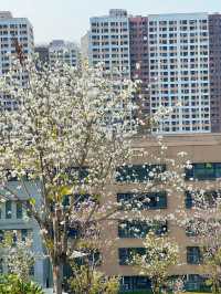 深圳玉龍公園：都市中的靜謐桃源